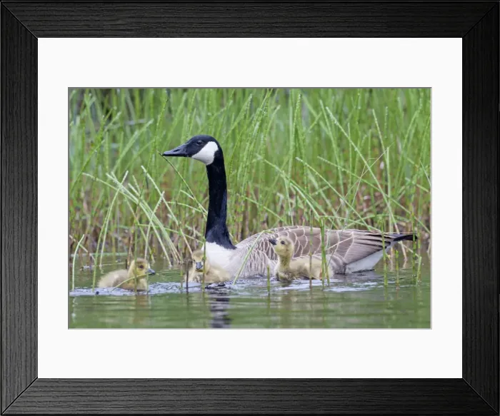 Framed Print : Picture No. 11672722 Framed Print : Picture No. 11672722