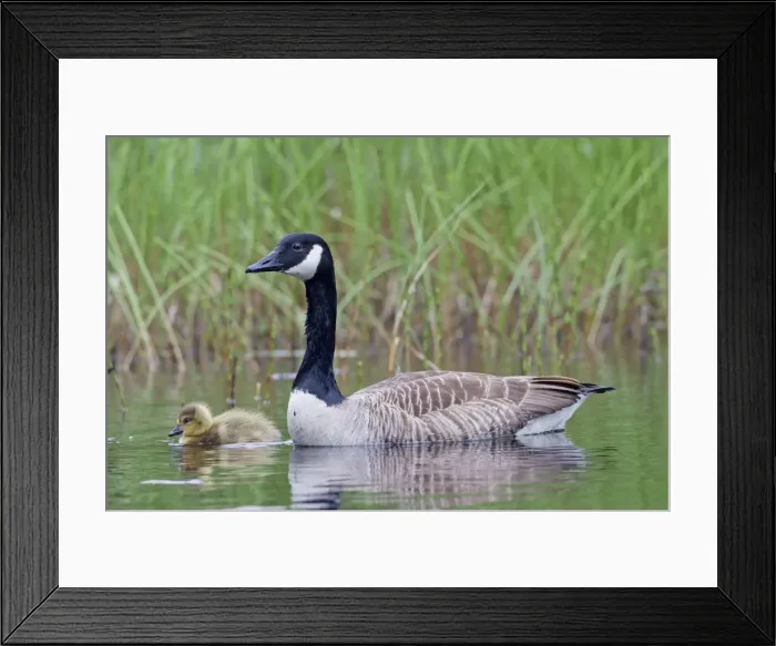 Framed Print : Picture No. 11672723 Framed Print : Picture No. 11672723