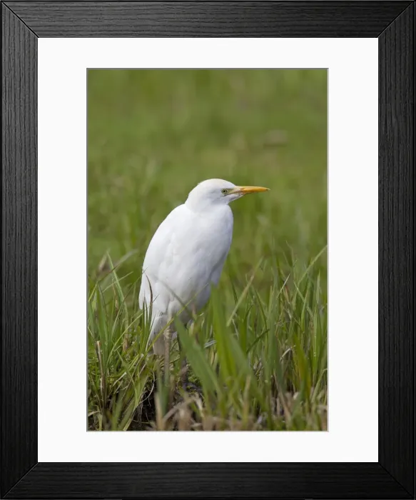 Framed Print : Picture No. 11672725 Framed Print : Picture No. 11672725