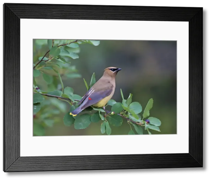 Framed Print : Picture No. 11672727 Framed Print : Picture No. 11672727