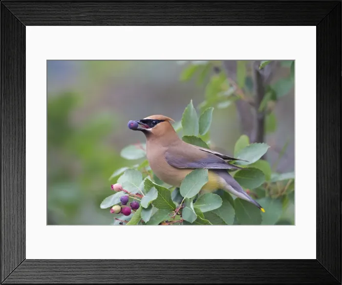 Framed Print : Picture No. 11672728 Framed Print : Picture No. 11672728