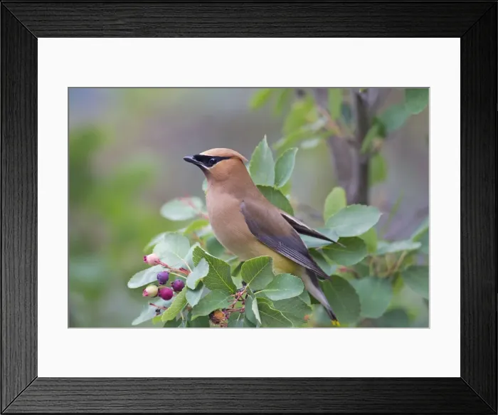Framed Print : Picture No. 11672729 Framed Print : Picture No. 11672729
