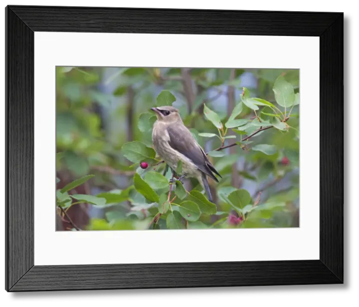 Framed Print : Picture No. 11672730 Framed Print : Picture No. 11672730