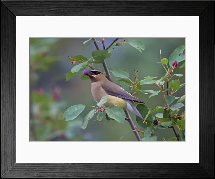 Framed Print : Picture No. 11672731 Framed Print : Picture No. 11672731