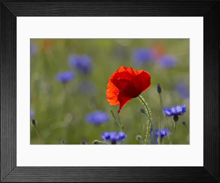 Framed Print : Picture No. 11672742 Framed Print : Picture No. 11672742