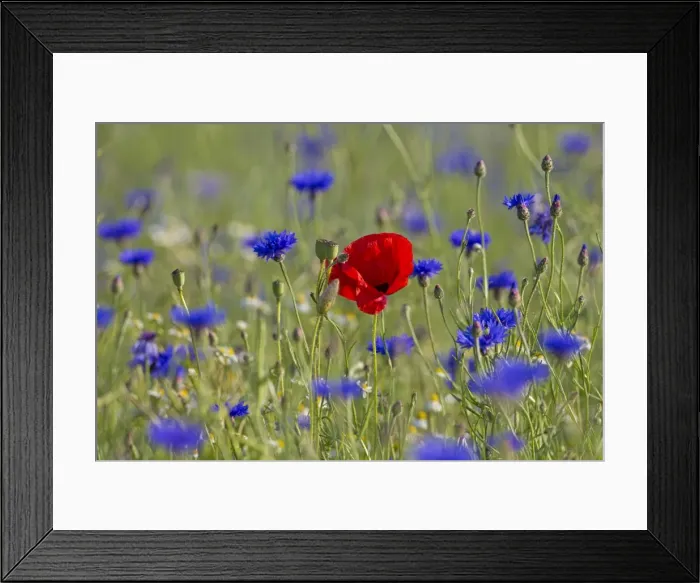 Framed Print : Picture No. 11672743 Framed Print : Picture No. 11672743