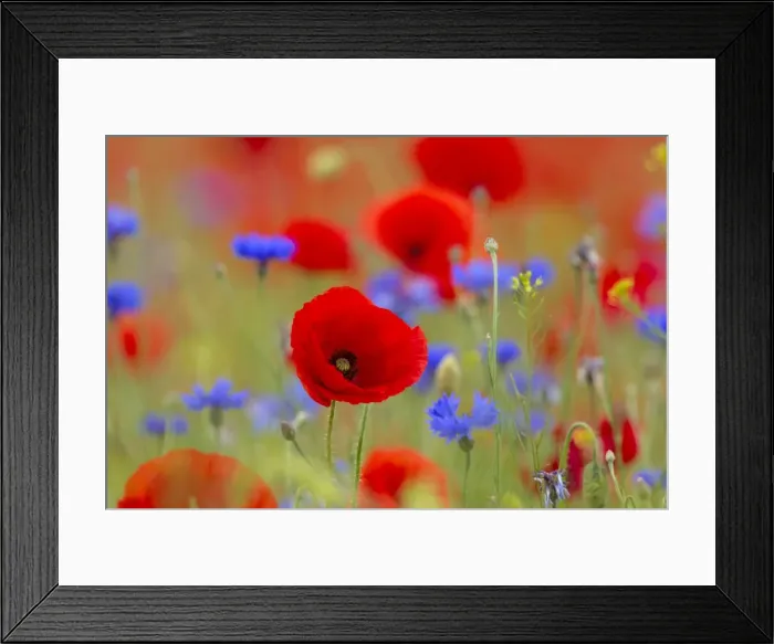 Framed Print : Picture No. 11672745 Framed Print : Picture No. 11672745