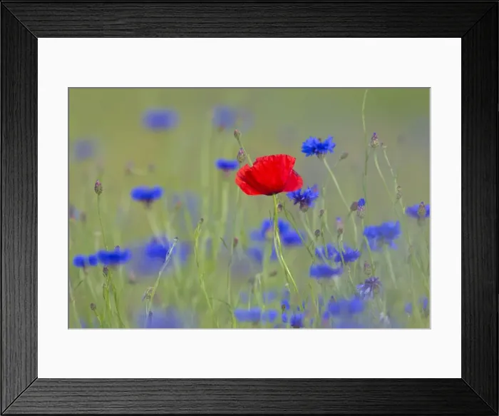 Framed Print : Picture No. 11672744 Framed Print : Picture No. 11672744
