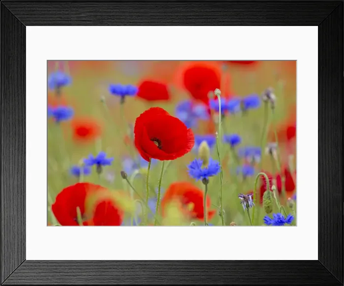 Framed Print : Picture No. 11672746 Framed Print : Picture No. 11672746