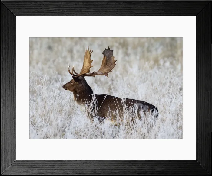 Framed Print : Picture No. 11672750 Framed Print : Picture No. 11672750