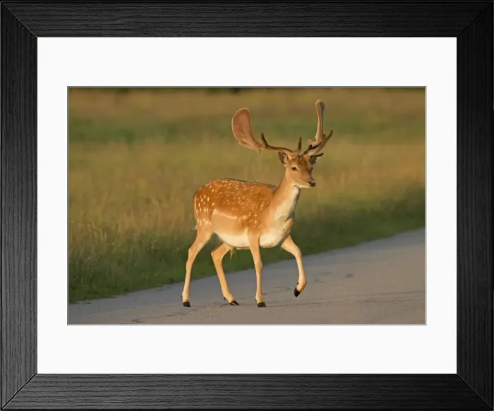 Framed Print : Picture No. 11672752 Framed Print : Picture No. 11672752