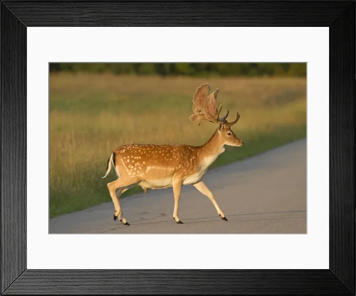 Framed Print : Picture No. 11672753 Framed Print : Picture No. 11672753