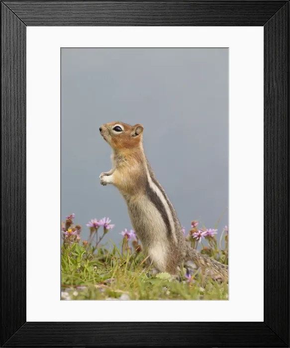 Framed Print : Picture No. 11672758 Framed Print : Picture No. 11672758