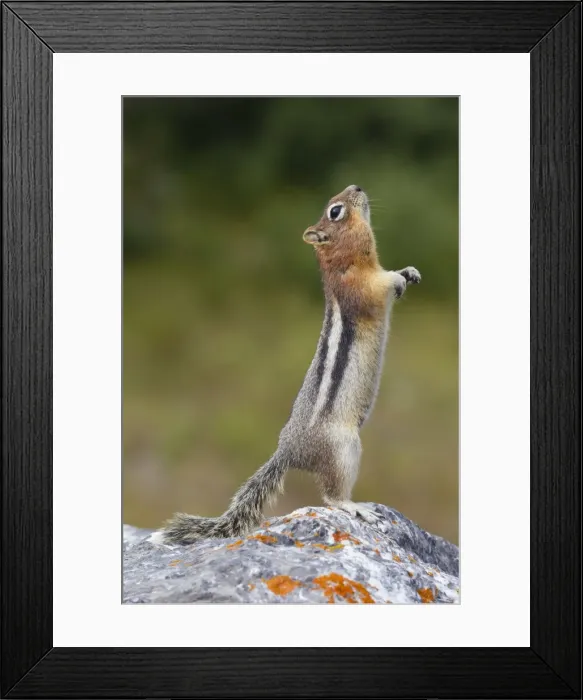 Framed Print : Picture No. 11672759 Framed Print : Picture No. 11672759