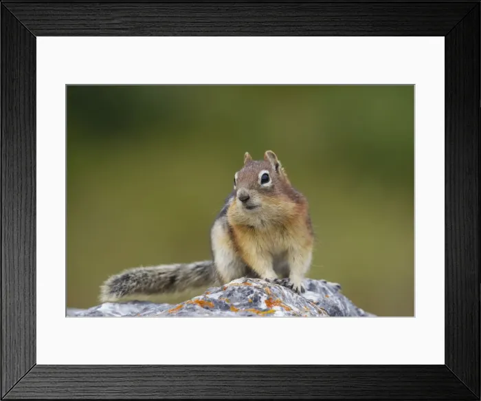 Framed Print : Picture No. 11672760 Framed Print : Picture No. 11672760