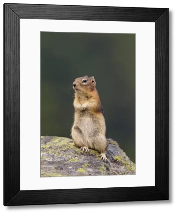 Framed Print : Picture No. 11672761 Framed Print : Picture No. 11672761
