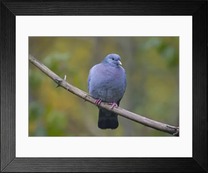 Framed Print : Picture No. 11672770 Framed Print : Picture No. 11672770