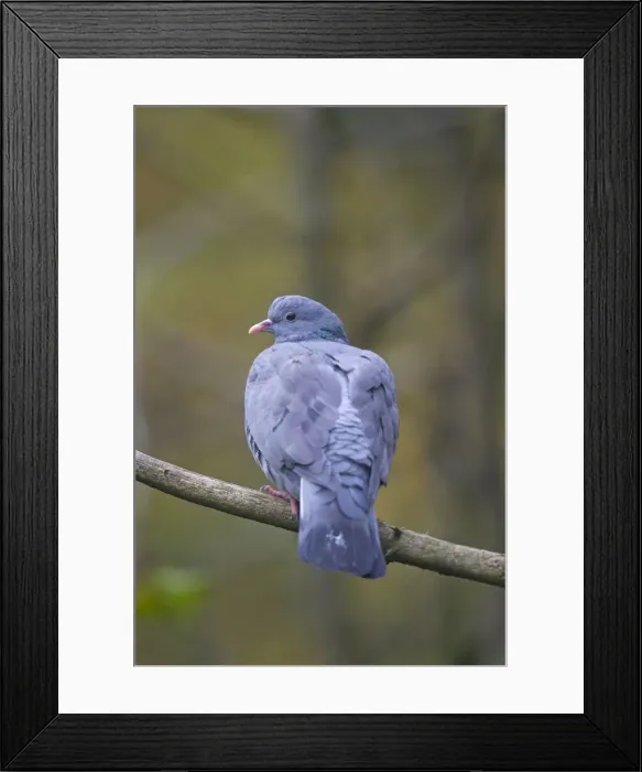 Framed Print : Picture No. 11672771 Framed Print : Picture No. 11672771