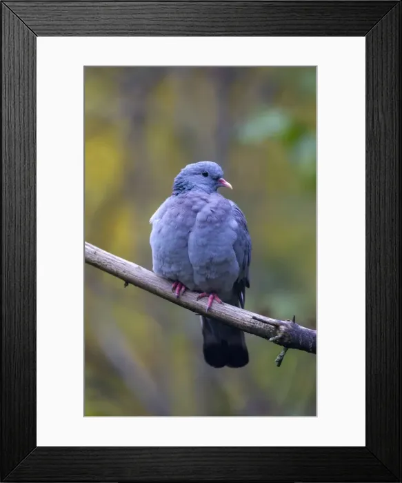 Framed Print : Picture No. 11672772 Framed Print : Picture No. 11672772