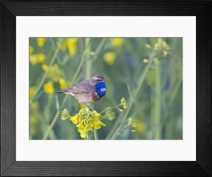 Framed Print : Picture No. 11672777 Framed Print : Picture No. 11672777