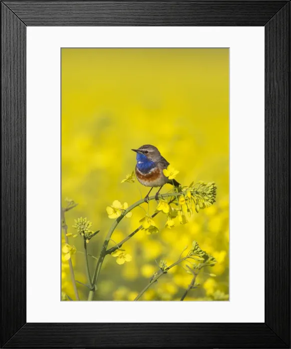 Framed Print : Picture No. 11672778 Framed Print : Picture No. 11672778