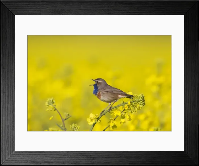 Framed Print : Picture No. 11672779 Framed Print : Picture No. 11672779