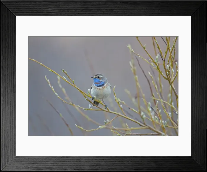 Framed Print : Picture No. 11672776 Framed Print : Picture No. 11672776