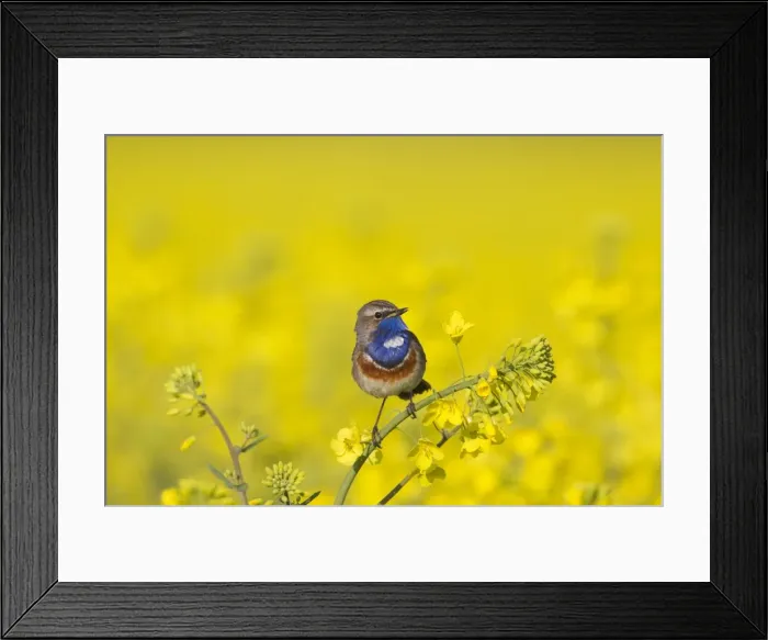 Framed Print : Picture No. 11672781 Framed Print : Picture No. 11672781