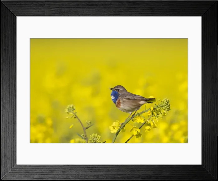 Framed Print : Picture No. 11672780 Framed Print : Picture No. 11672780