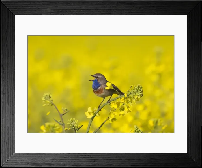 Framed Print : Picture No. 11672782 Framed Print : Picture No. 11672782