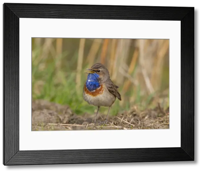 Framed Print : Picture No. 11672784 Framed Print : Picture No. 11672784