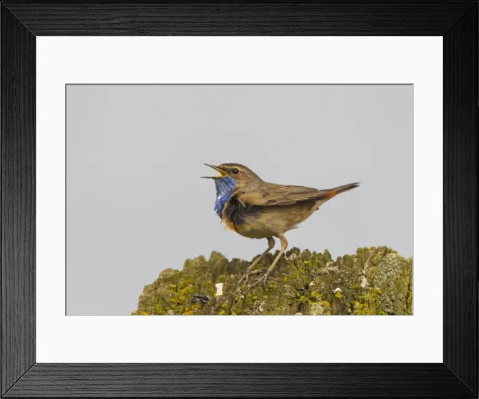 Framed Print : Picture No. 11672785 Framed Print : Picture No. 11672785