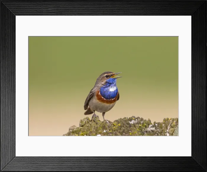 Framed Print : Picture No. 11672786 Framed Print : Picture No. 11672786