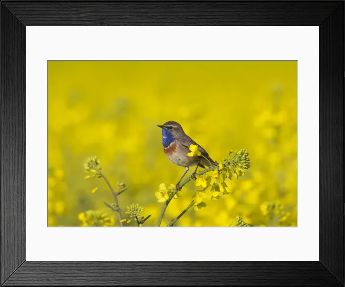 Framed Print : Picture No. 11672783 Framed Print : Picture No. 11672783