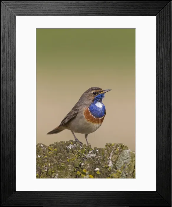 Framed Print : Picture No. 11672788 Framed Print : Picture No. 11672788