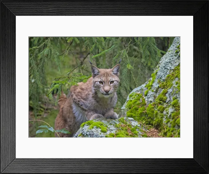 Framed Print : Picture No. 11672789 Framed Print : Picture No. 11672789
