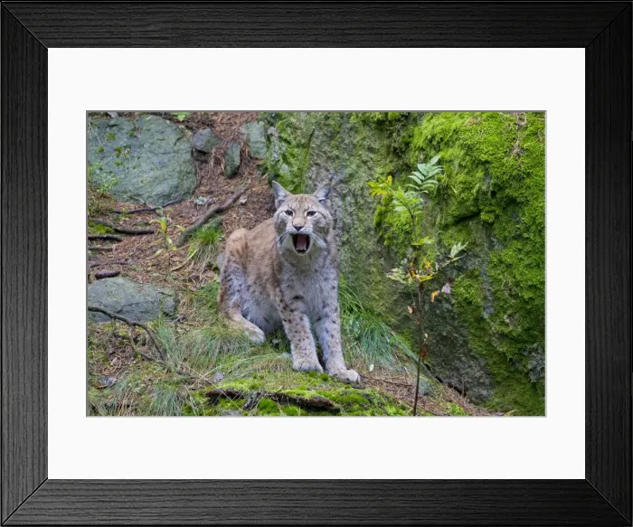 Framed Print : Picture No. 11672790 Framed Print : Picture No. 11672790