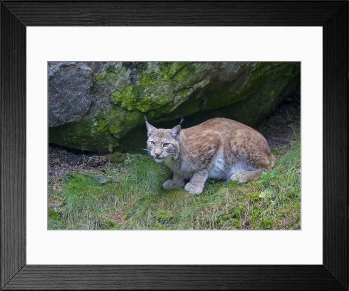 Framed Print : Picture No. 11672791 Framed Print : Picture No. 11672791