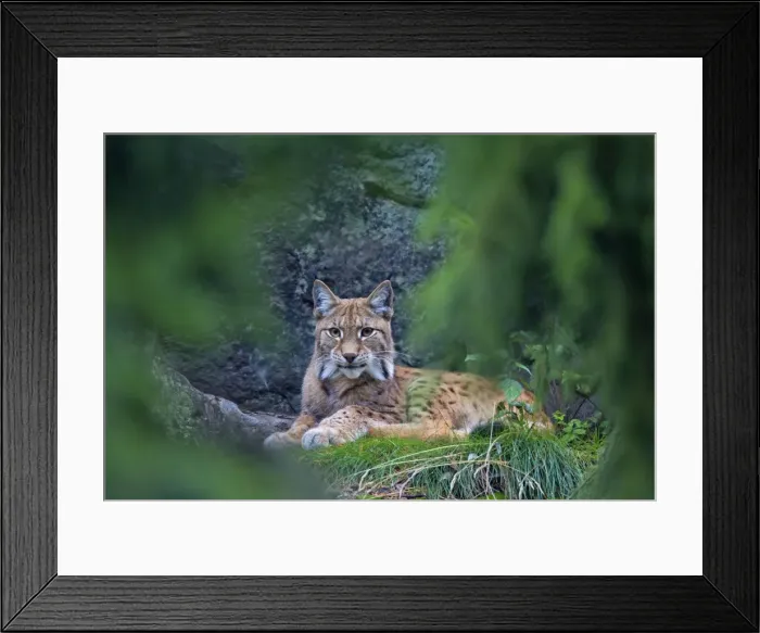 Framed Print : Picture No. 11672792 Framed Print : Picture No. 11672792