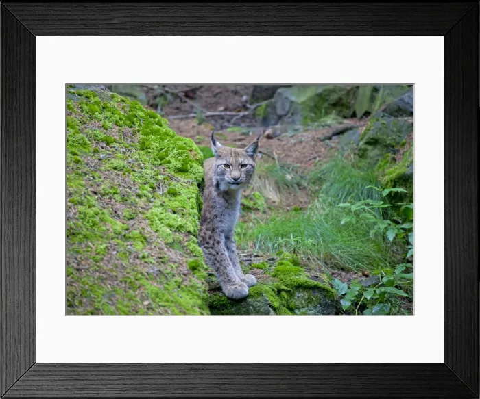Framed Print : Picture No. 11672793 Framed Print : Picture No. 11672793