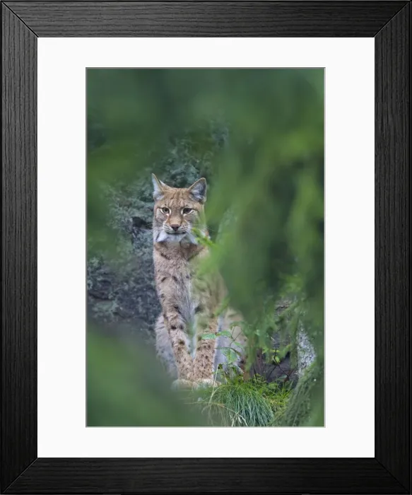Framed Print : Picture No. 11672794 Framed Print : Picture No. 11672794