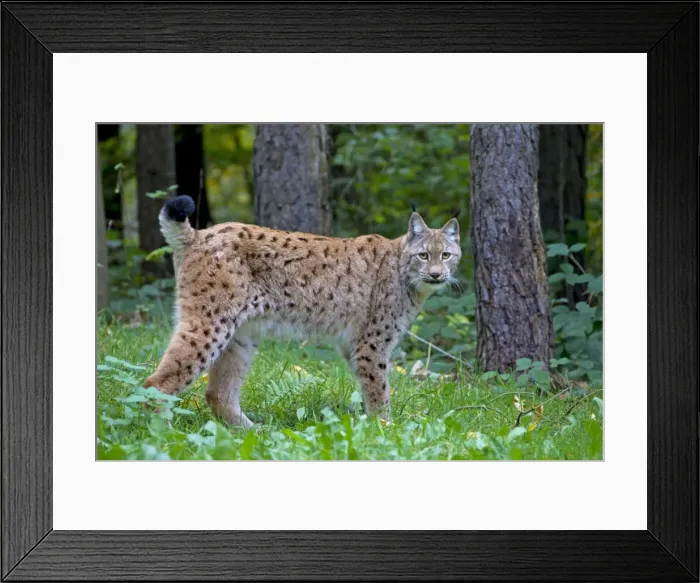 Framed Print : Picture No. 11672795 Framed Print : Picture No. 11672795