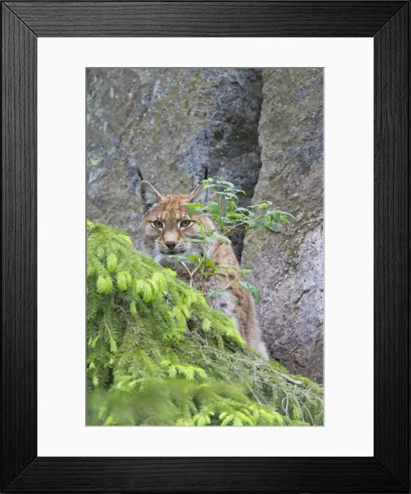 Framed Print : Picture No. 11672796 Framed Print : Picture No. 11672796
