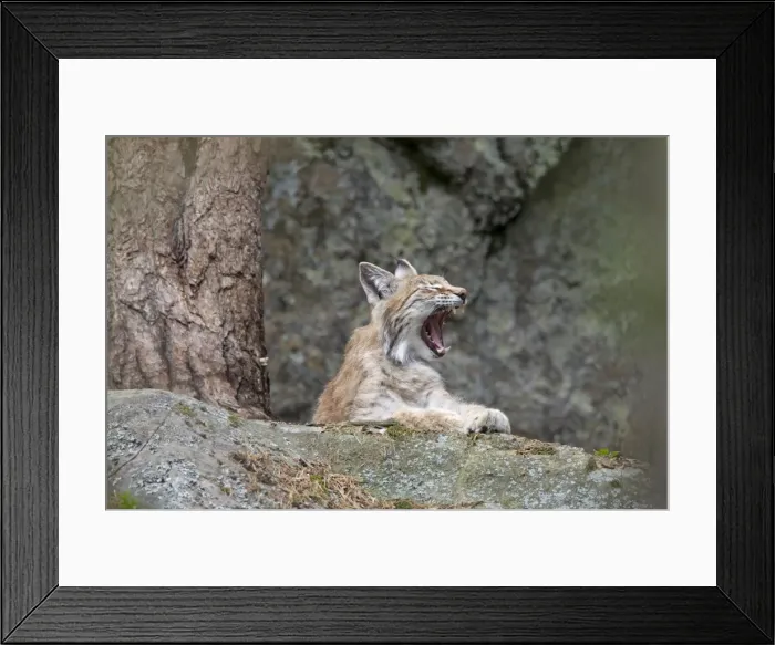 Framed Print : Picture No. 11672797 Framed Print : Picture No. 11672797