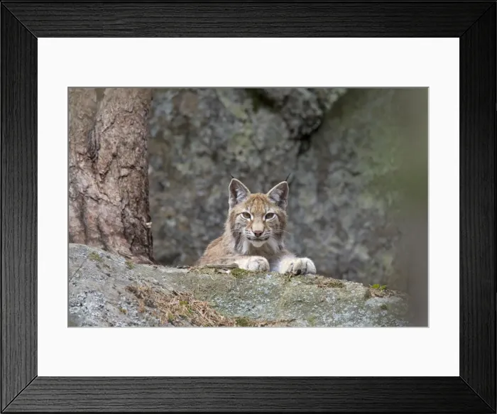 Framed Print : Picture No. 11672798 Framed Print : Picture No. 11672798