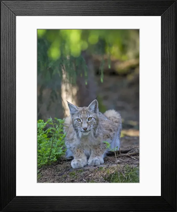 Framed Print : Picture No. 11672799 Framed Print : Picture No. 11672799