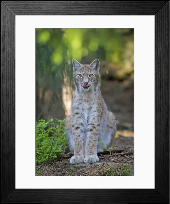 Framed Print : Picture No. 11672800 Framed Print : Picture No. 11672800