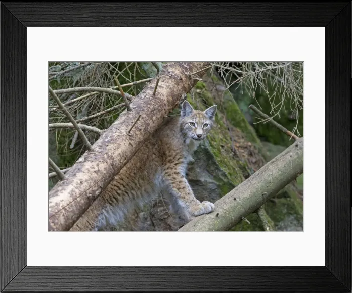 Framed Print : Picture No. 11672801 Framed Print : Picture No. 11672801