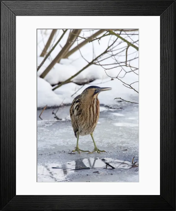 Framed Print : Picture No. 11672809 Framed Print : Picture No. 11672809