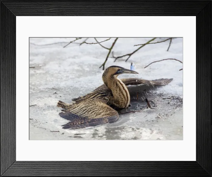 Framed Print : Picture No. 11672811 Framed Print : Picture No. 11672811